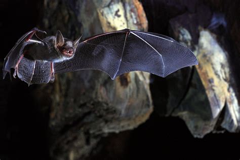 Killsdar wicth bat